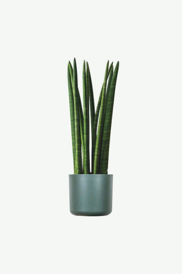 plants-ecommerce-product-featured-img-10 Euphorbia Ingens