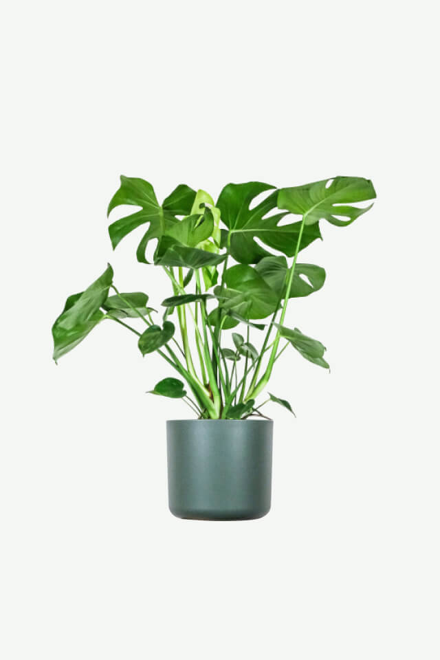 plants-ecommerce-product-featured-img-14 Monstera Deliciosa