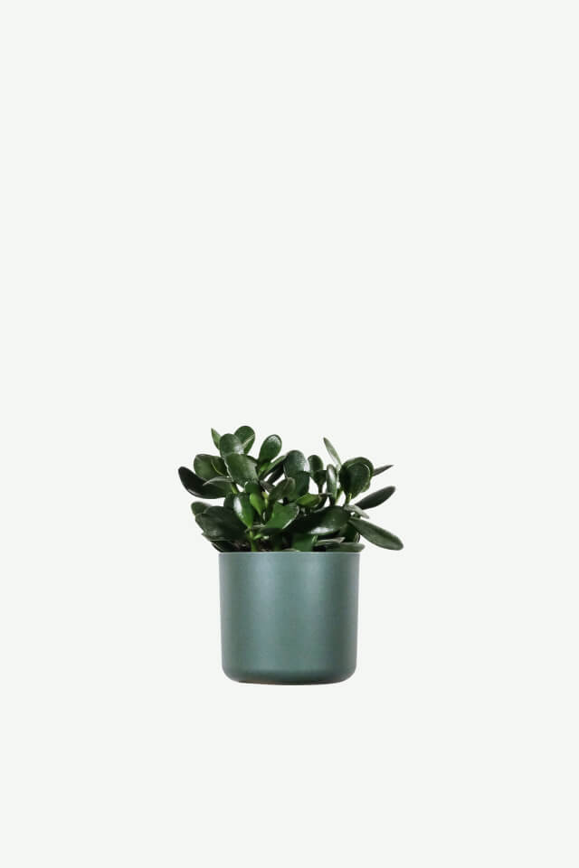 plants-ecommerce-product-featured-img-2 Ficus Decora Burgundy