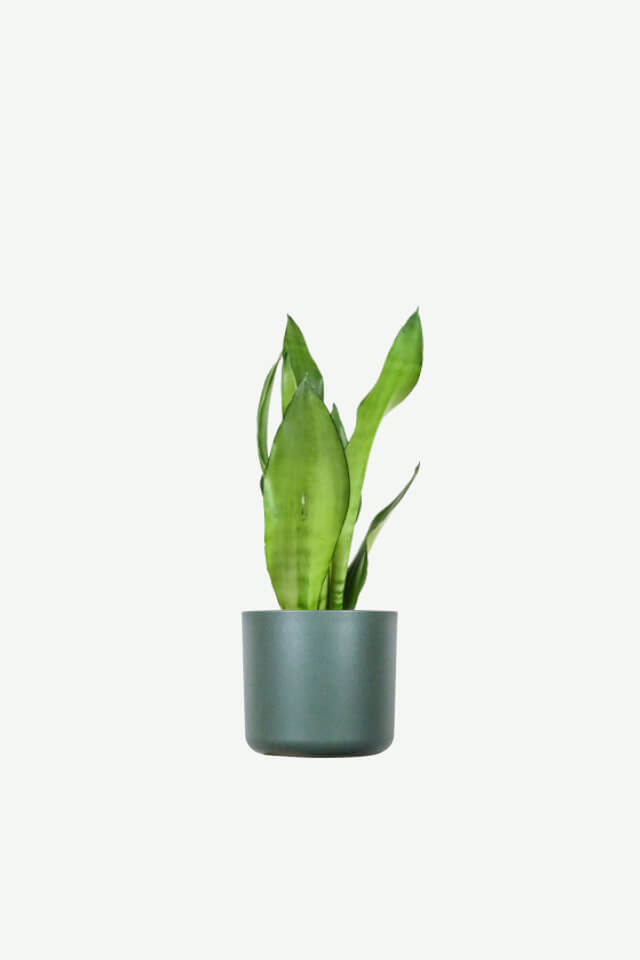 plants-ecommerce-product-featured-img-3 Sansevieria Golden Flame