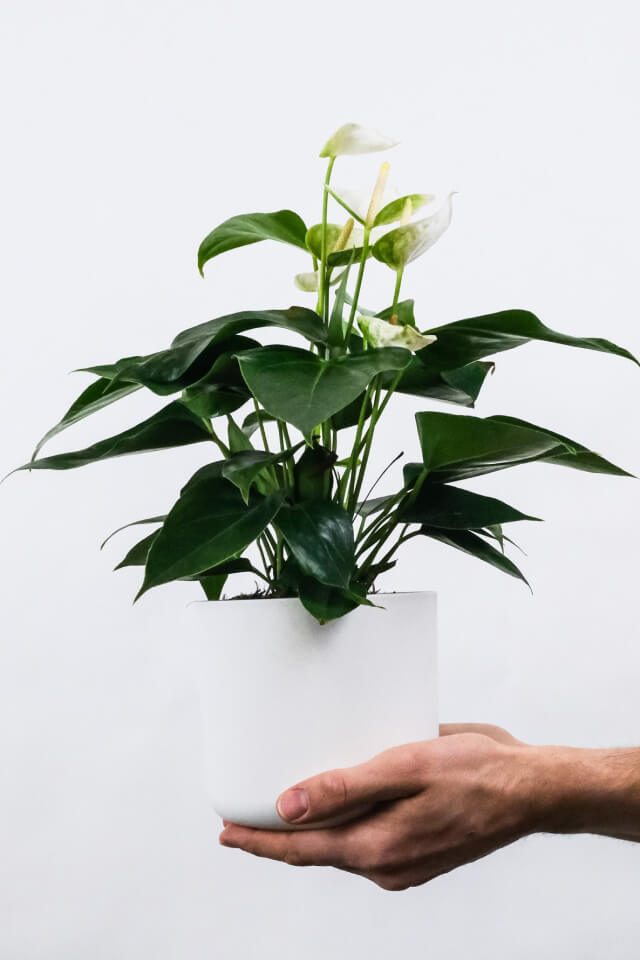 plants-shop-product-gallery-img-1 Golden Pothos Pole - Imagen 2