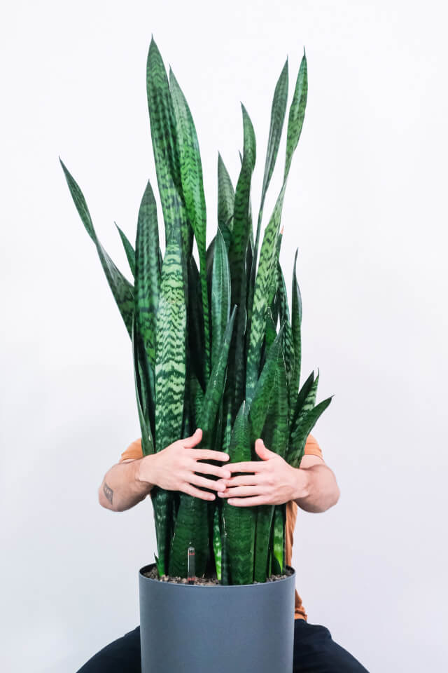 plants-shop-product-gallery-img-14 Sansevieria Laurentii - Imagen 2