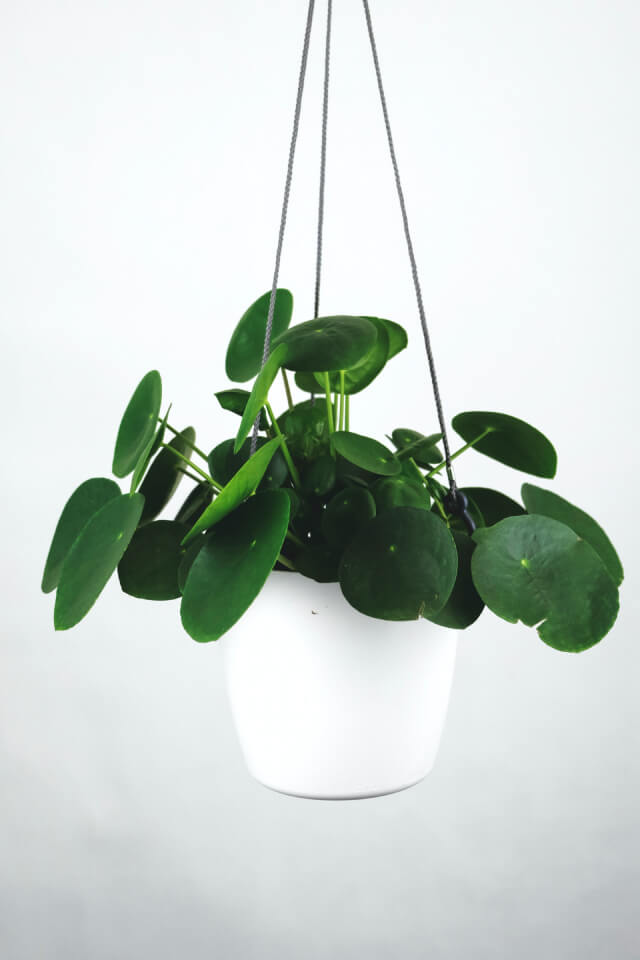 plants-shop-product-gallery-img-16 Pilea Peperomioides - Imagen 2