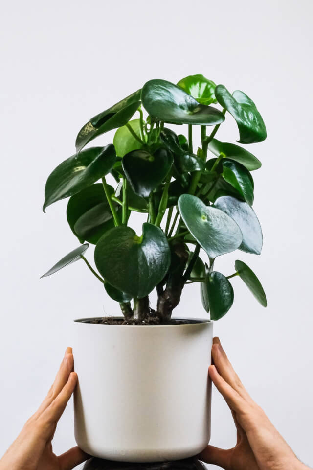 plants-shop-product-gallery-img-2 Ficus Decora Cabernet - Imagen 2