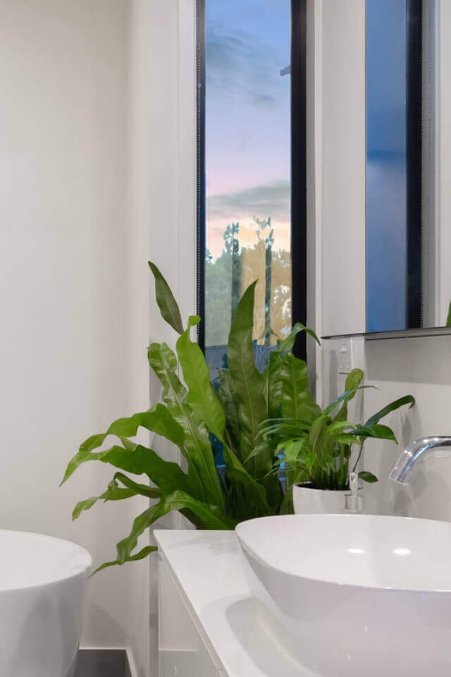 plants-shop-product-gallery-img-20 Birdnest Japanese - Imagen 2