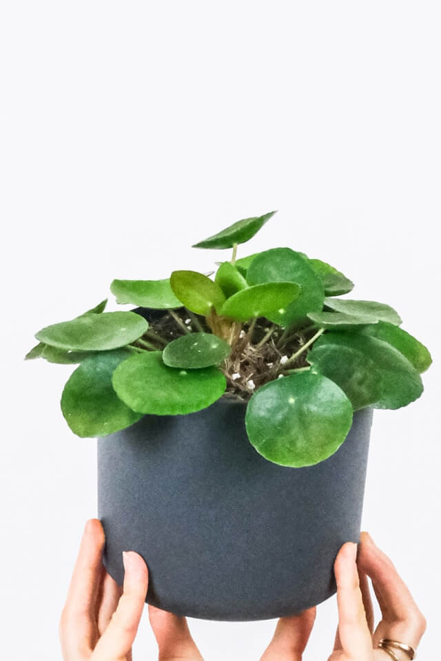plants-shop-product-gallery-img-4 Peperomia Lemon Lime - Imagen 2