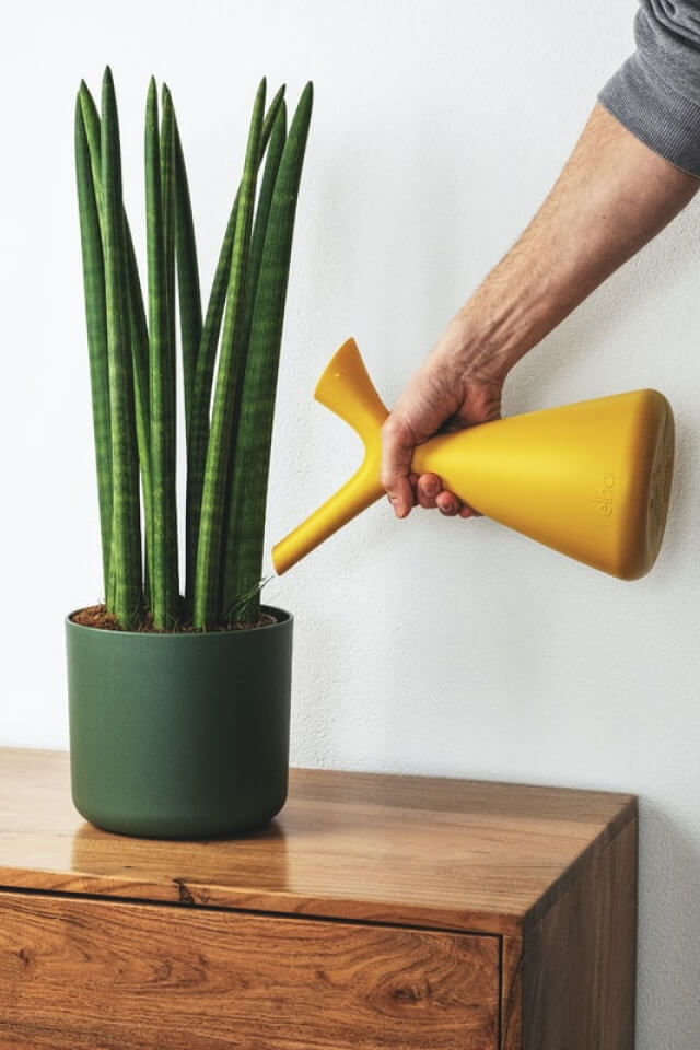 plants-shop-product-gallery-img-9 Euphorbia Ingens - Imagen 2